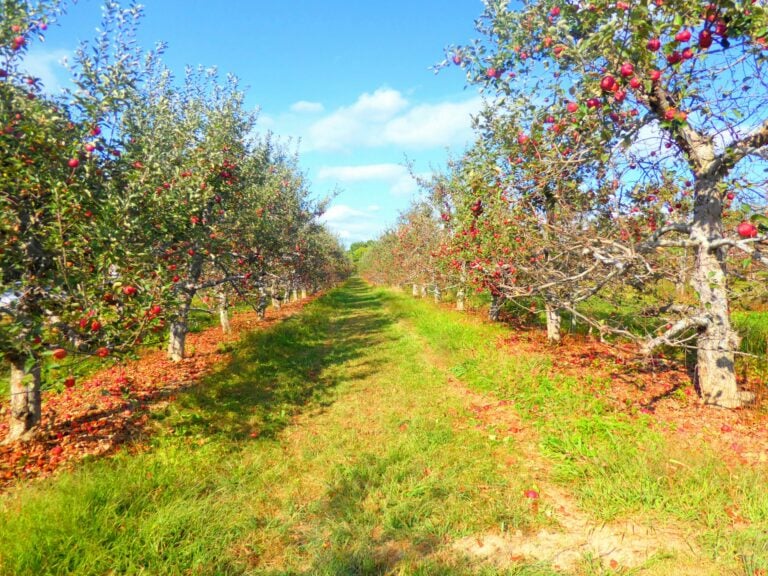 Exportaciones de manzana del Alto Valle caen 32% en el primer trimestre de 2026, pero los precios suben hasta 87%