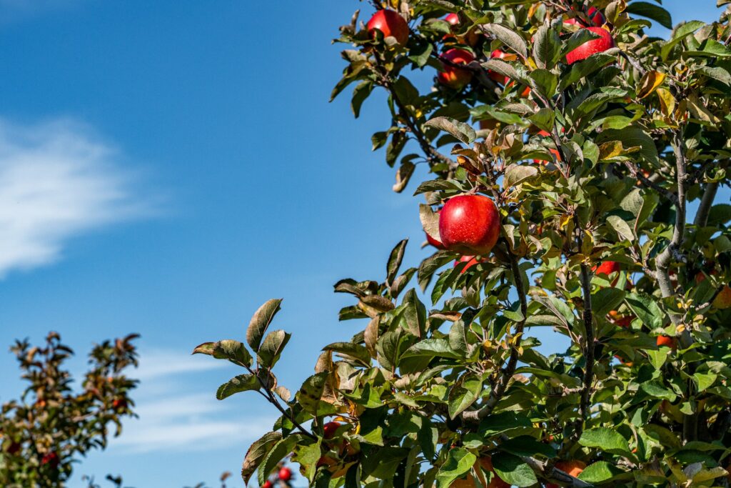 Manzanas en el alto Valle