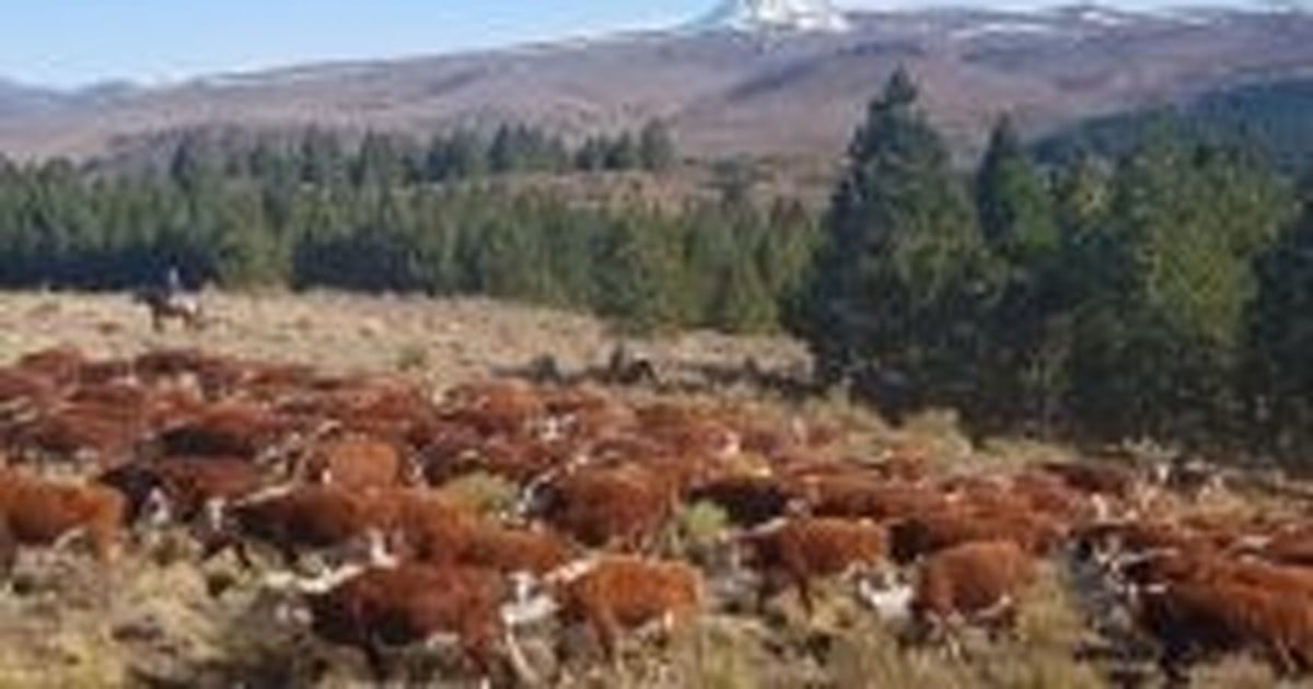 Ministro Koenig detalla el cronograma de incentivos para productores neuquinos
