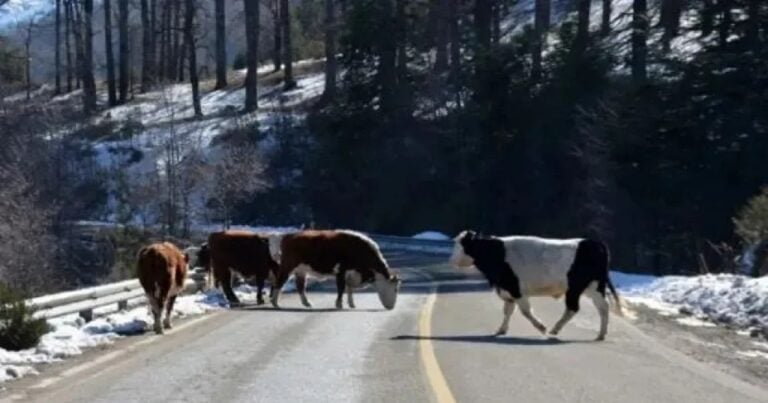 Neuquén endurece la Ley Gorosito: 48 horas para definir el destino de animales sueltos y multas más altas