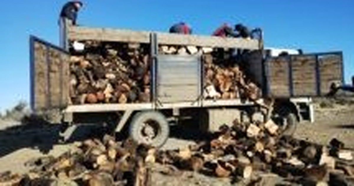Garrafas listas para la distribución del Plan Calor 2026 a familias sin red de gas en Neuquén
