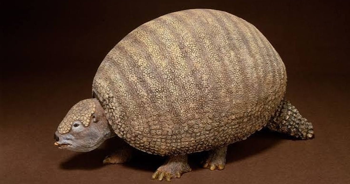 Especialistas del Museo Olsacher trabajan sobre la coraza del gliptodonte