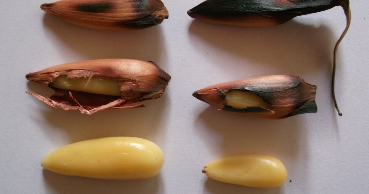 Plato de cocina patagónica que integra piñón neuquino como ingrediente principal