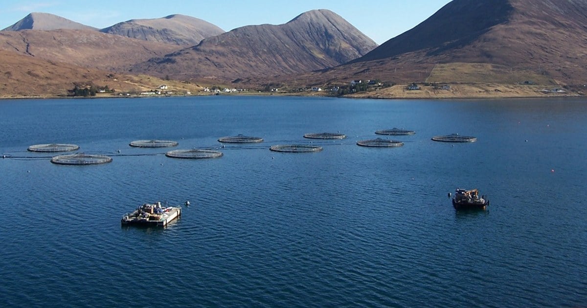 Redes y jaulas de cultivo de trucha arcoíris sobre el agua de un embalse patagónico