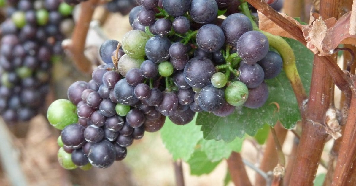 Viñedos de San Patricio del Chañar, donde Familia Schroeder cultiva 75 hectáreas de Pinot Noir