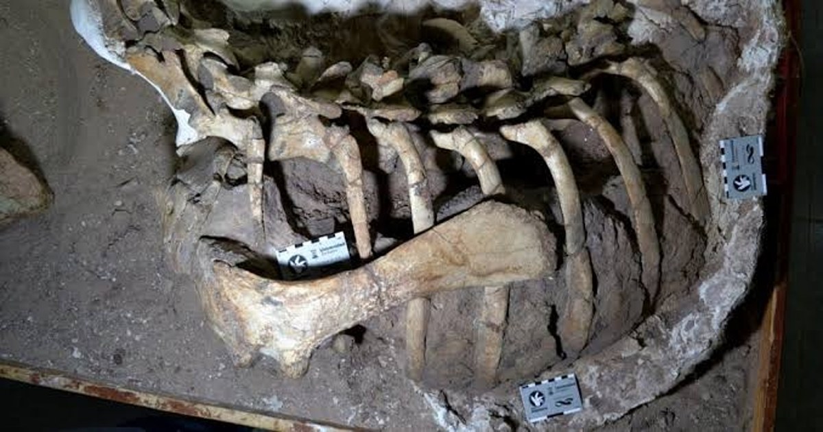 Ingenieros trabajan sobre una réplica robótica de dinosaurio en un laboratorio universitario de Córdoba