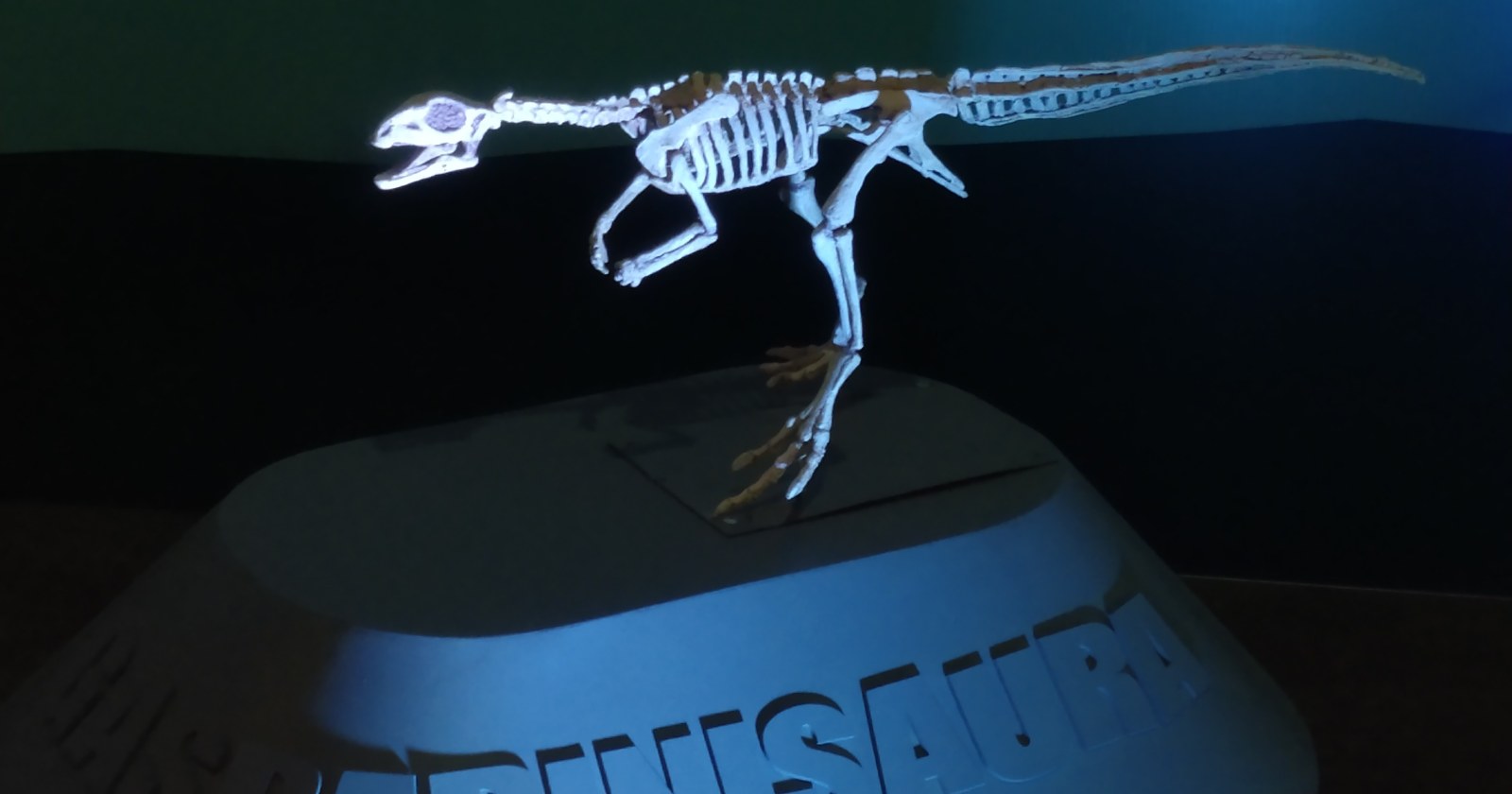Reconstrucción digital del cráneo de Gasparinisaura cincosaltensis lograda con microtomografía computarizada