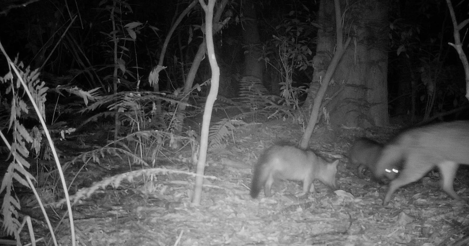 Personal técnico instala una cámara de seguimiento de fauna en un sector de campo neuquino