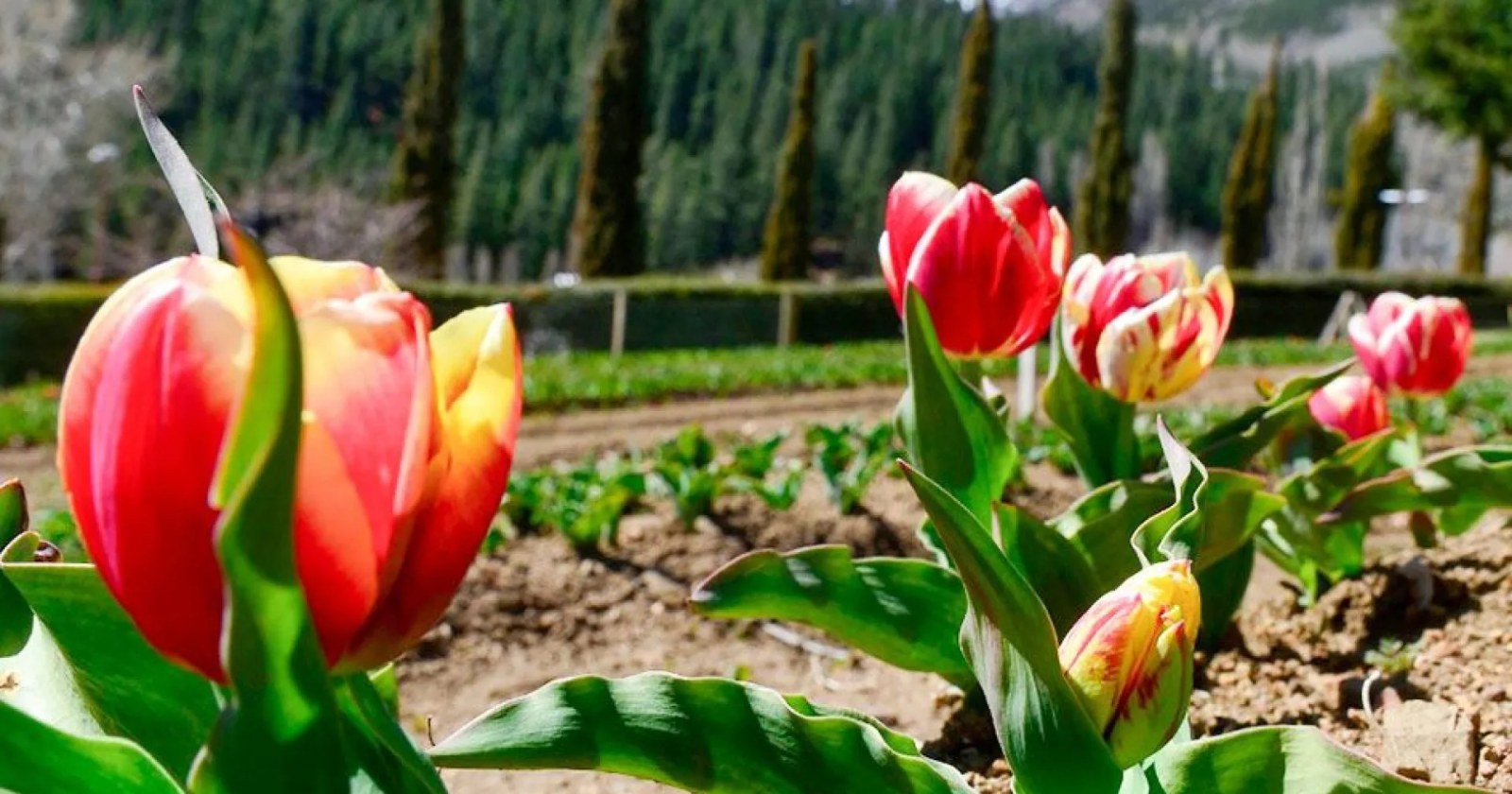 Plantines y tulipanes en el predio del Vivero Provincial de Huinganco, en el norte neuquino