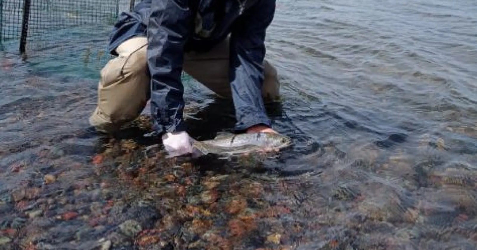 Un pescador con sombrero y campera, agachado en la orilla, devuelve una trucha al agua junto a una jaula de red en la Boca del Chimehuín