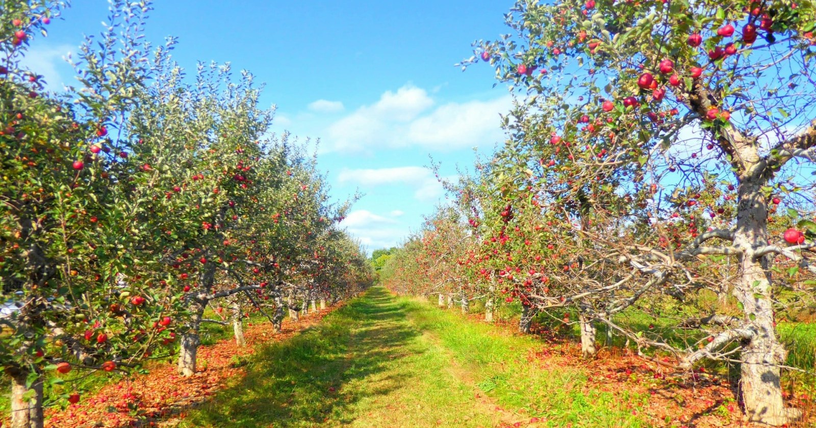 Manzanos cargados de flores rosadas y blancas en una chacra del Alto Valle durante la primavera