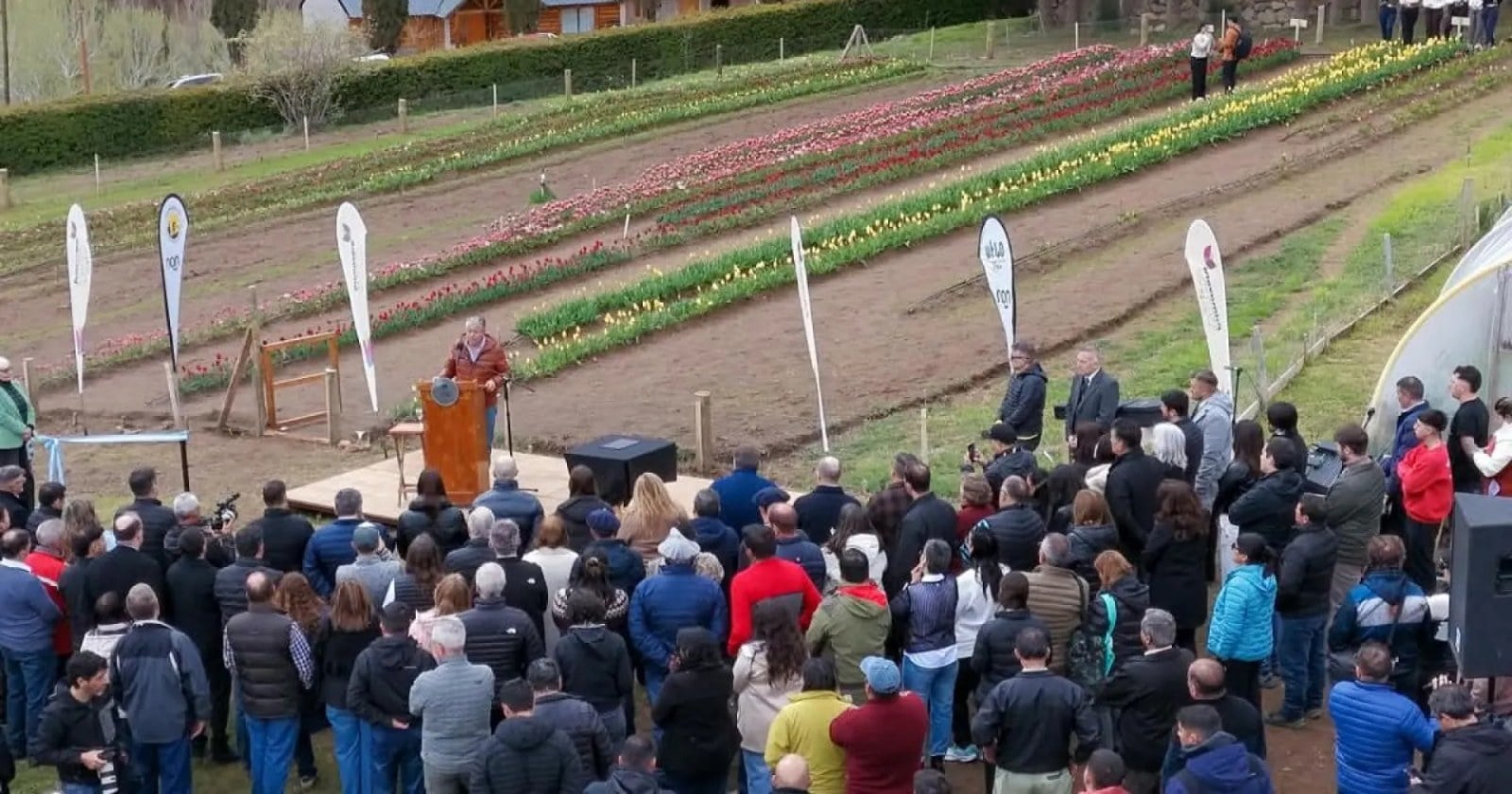 Hileras de tulipanes en flor en el Vivero Provincial de Huinganco, en el Alto Neuquén