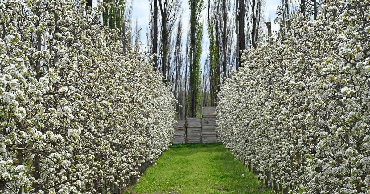 Visitantes recorren una chacra con frutales en Centenario, una de las actividades que habilita la ordenanza