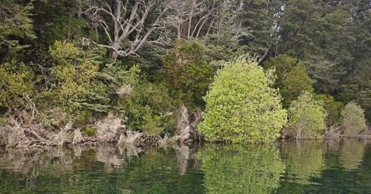 Trucha capturada con mosca en el lago Nahuel Huapi antes de ser devuelta al agua