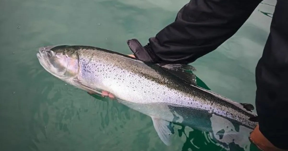 Un pescador con campera y guante sostiene una trucha plateada a flor de agua antes de devolverla al lago.