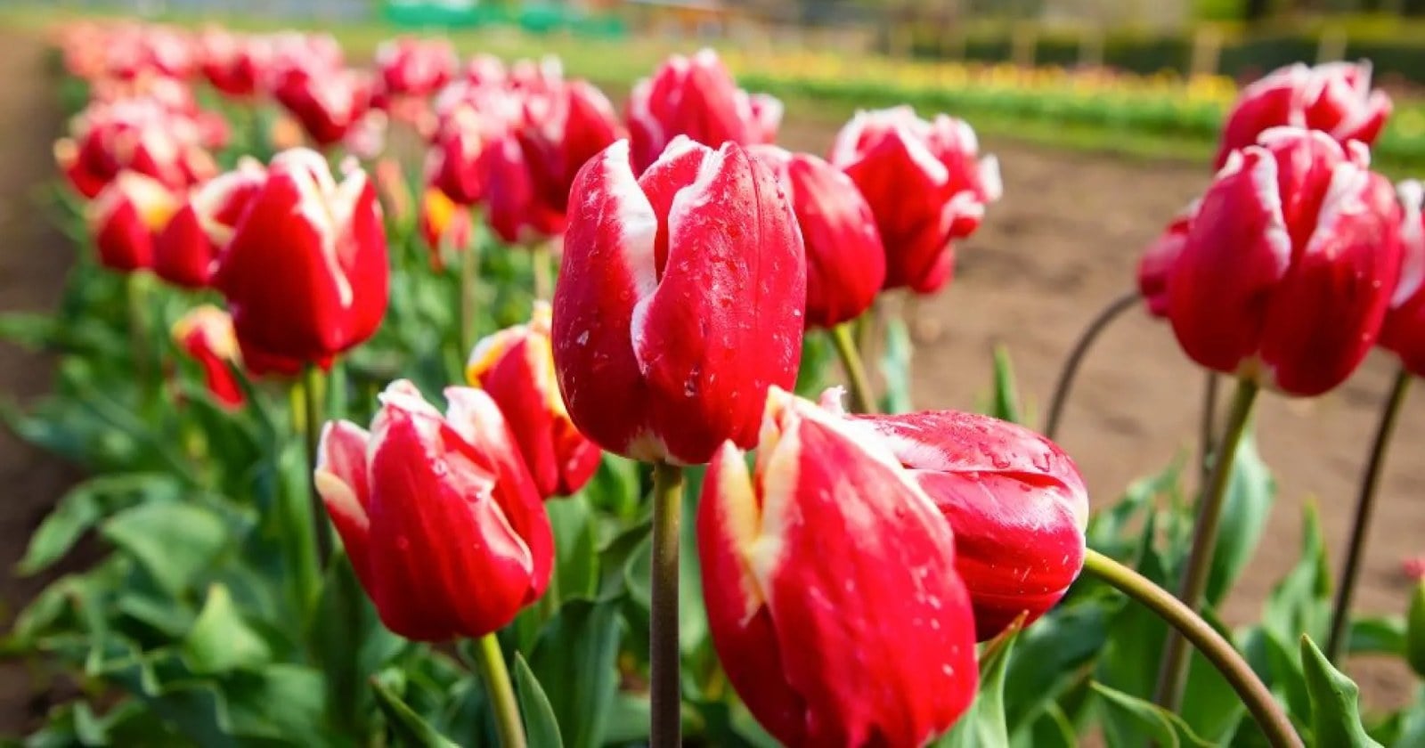 Canteros de tulipanes de colores en el vivero de Huinganco con la cordillera de fondo