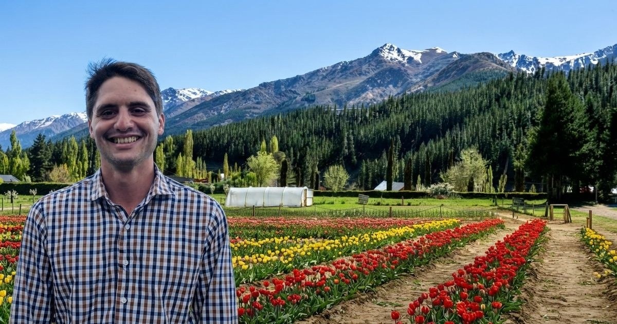Bulbos de tulipán clasificados en cajones ranurados tras la cosecha en el norte neuquino